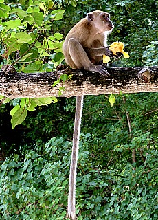 Cheeky monkey on Phranang Beach