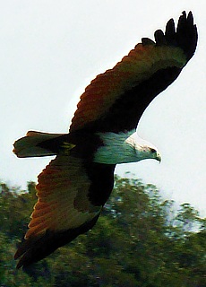 White-tailed sea eagle flying above Tup Island