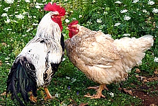 Rooster and Hen