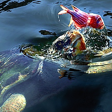 Karett Schildkrte in der Sumpflandachaft von Dalyan