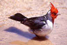 red headed Cardinal bird taking a bath