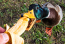 Feed greedy duck
