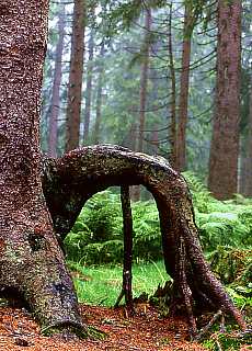 Mountain forest with ferns