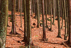 Mountain forest