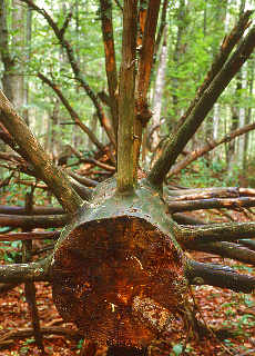 Sterben im Bergwald