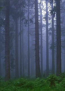 Mountain forest in fog