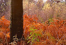 Autumn in mountain forest