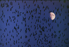Birds sammeln sich im Mondlicht