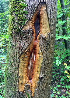 Magial signs in forest