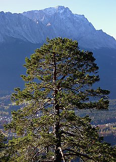 View from Stepbergalm to Zugspitzmassiv