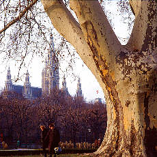 Plane tree at Vienna Townhall