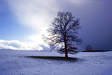 Winter landscape