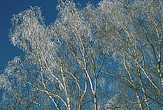 Rime on the winter birch forest
