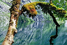 Zauberwald am Obersee des Knigssees